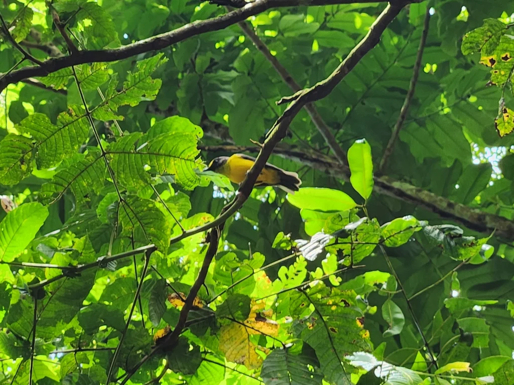 黄额啸鹟(Pachycephala flavifrons)