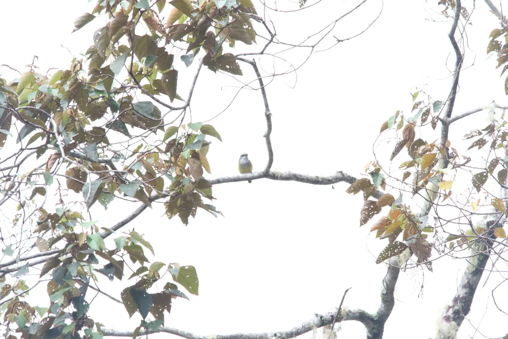 弗格克啸鹟(Pachycephala meyeri)