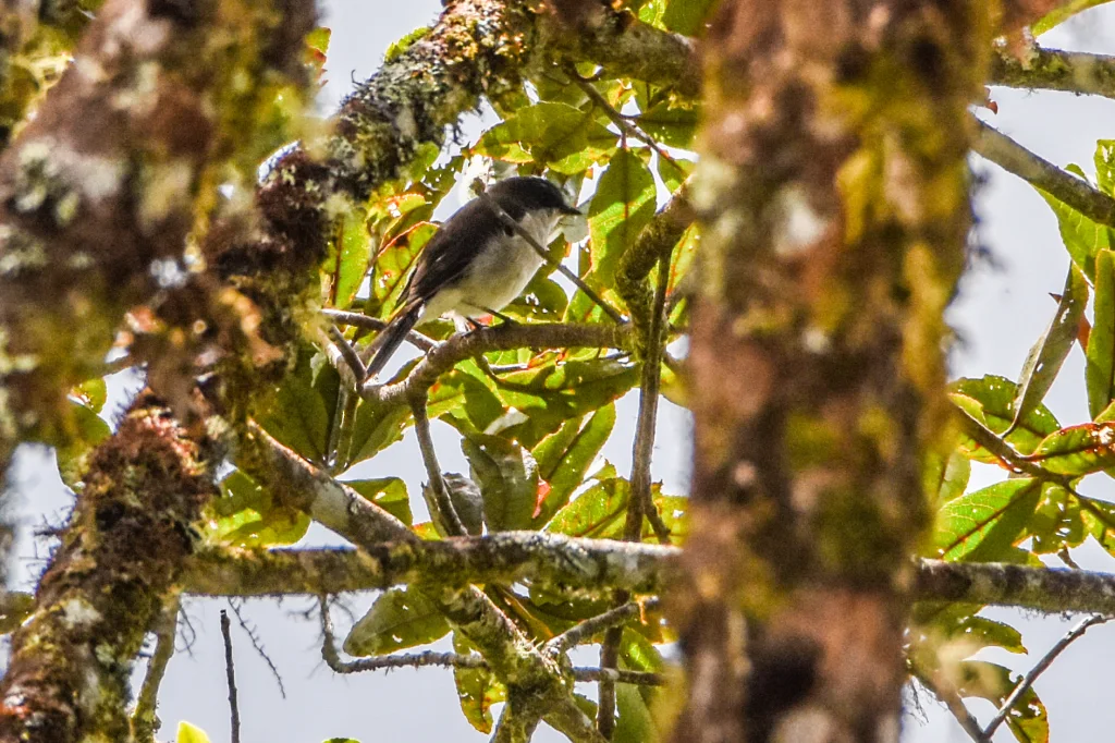 褐背啸鹟(Pachycephala modesta)