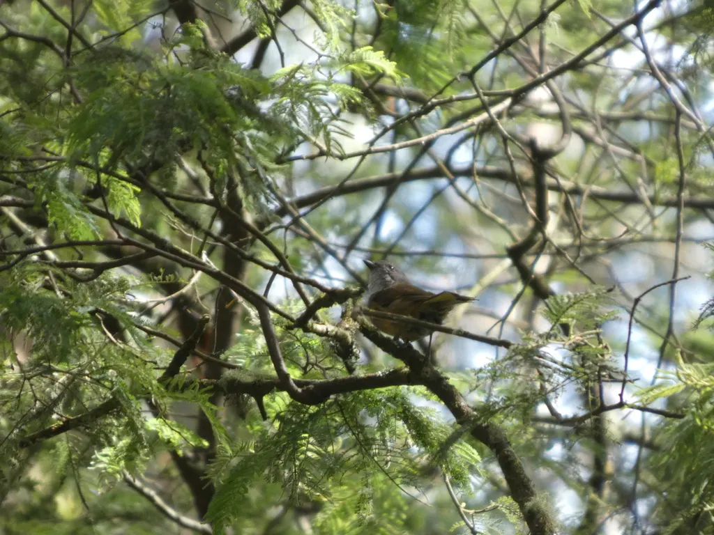 绿啸鹟(Pachycephala olivacea)