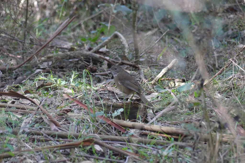 绿啸鹟(Pachycephala olivacea)