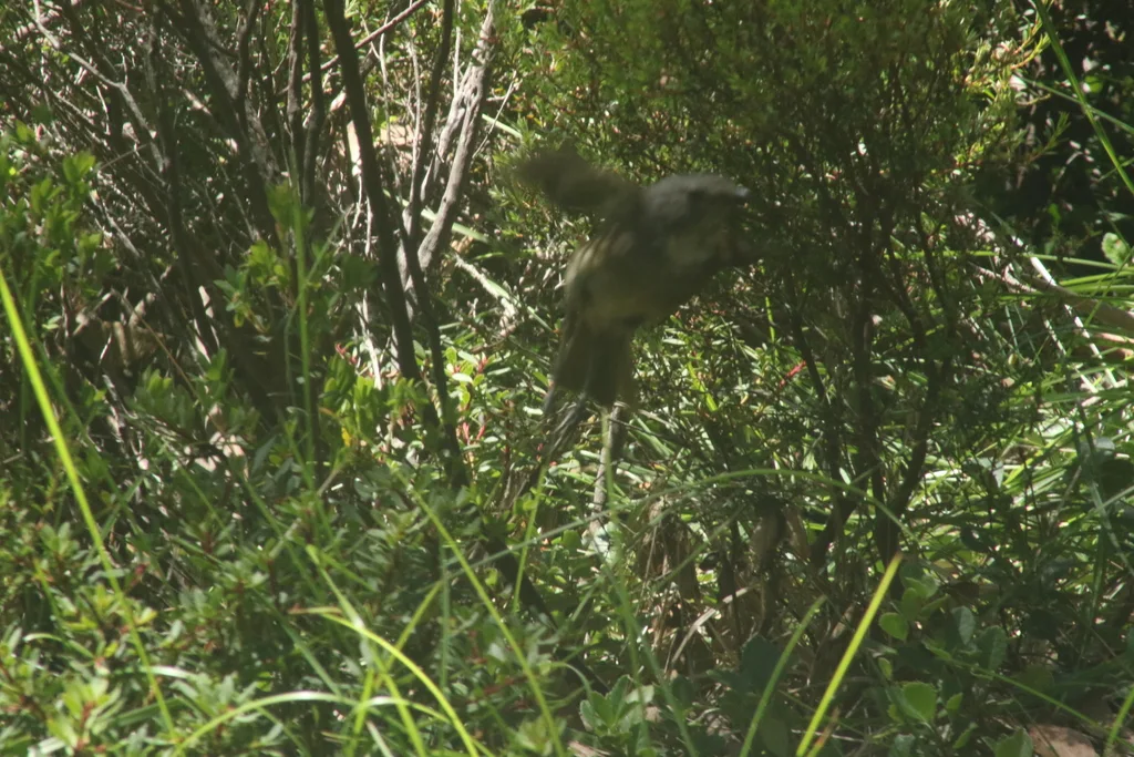 绿啸鹟(Pachycephala olivacea)