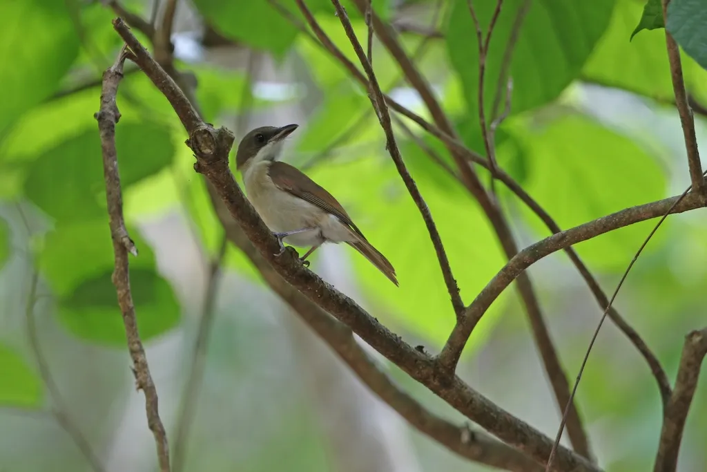 海岛啸鹟(Pachycephala phaionota)
