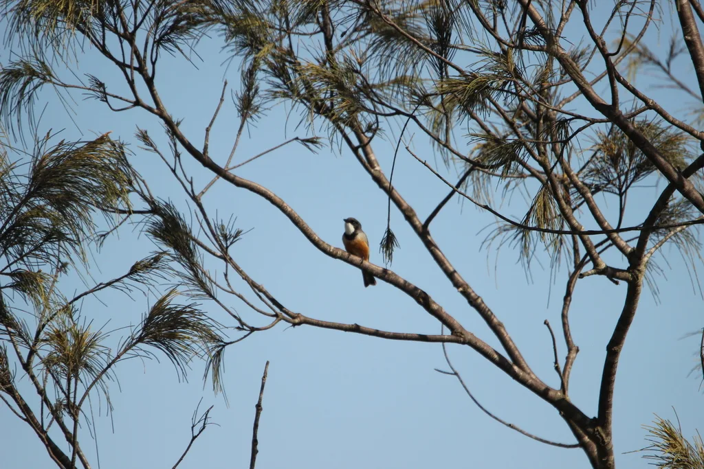 棕啸鹟(Pachycephala rufiventris)