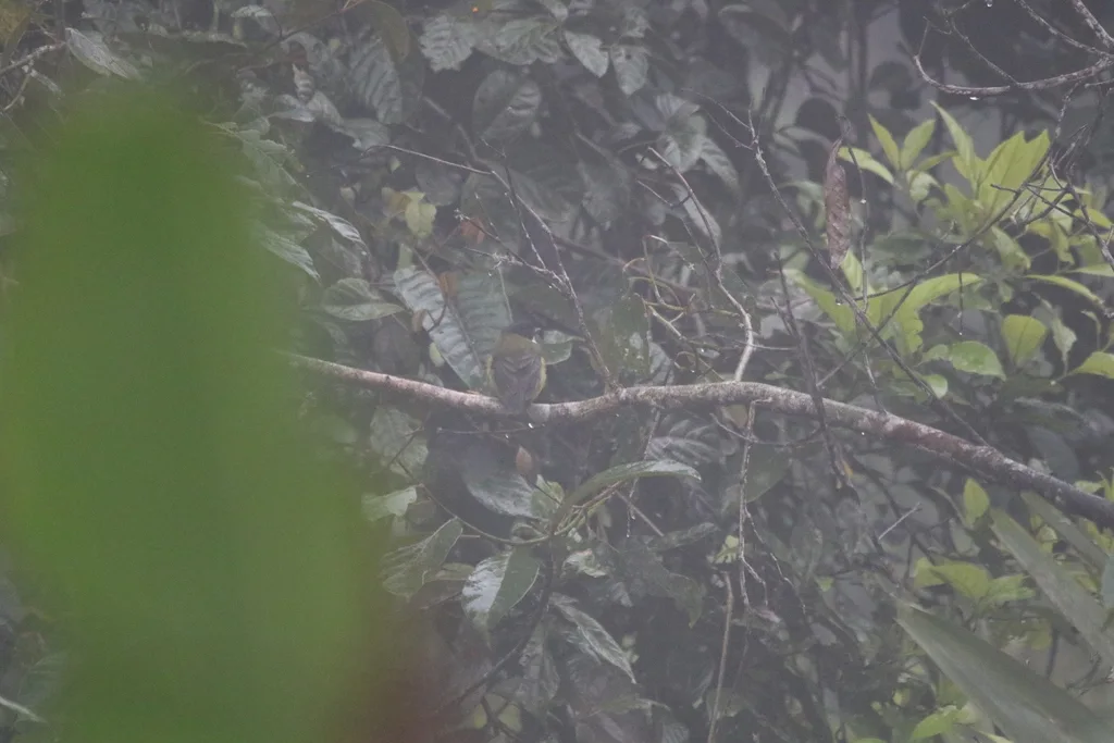 黑领啸鹟(Pachycephala soror)