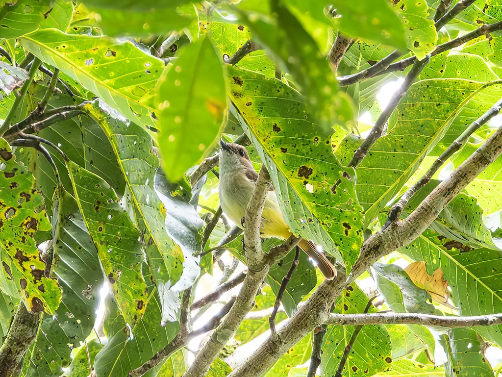 硫黄腹啸鹟(Pachycephala sulfuriventer)