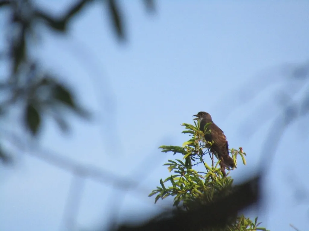 厚嘴杜鹃(Pachycoccyx audeberti)