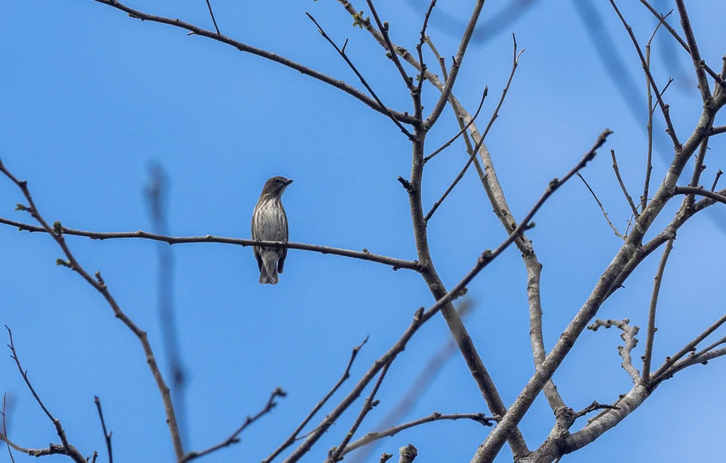 厚嘴啄花鸟(Pachyglossa agilis)