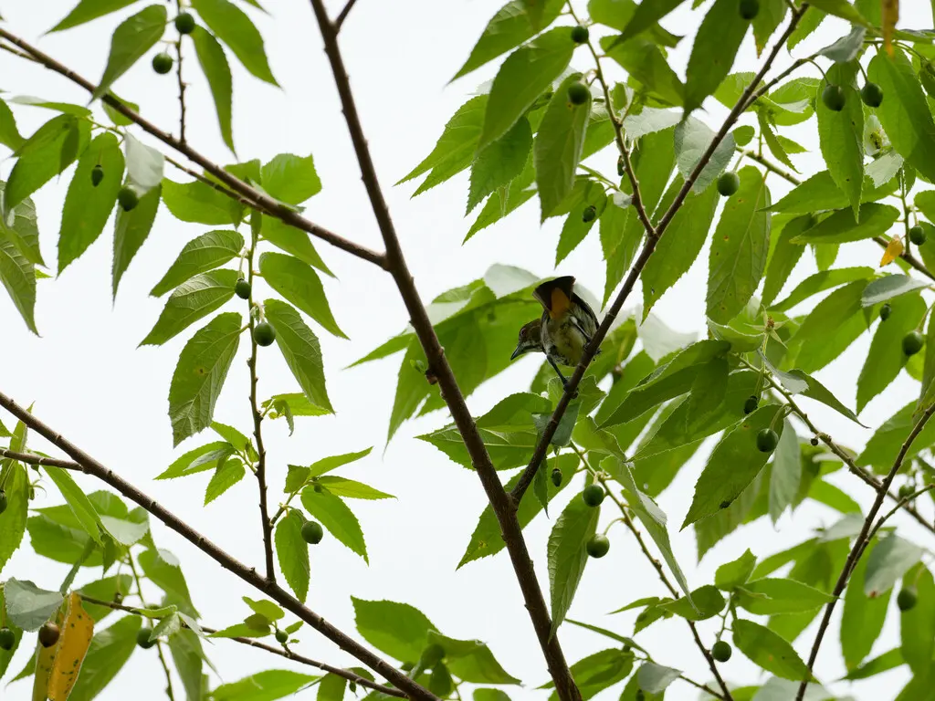 黄臀啄花鸟(Pachyglossa chrysorrhea)