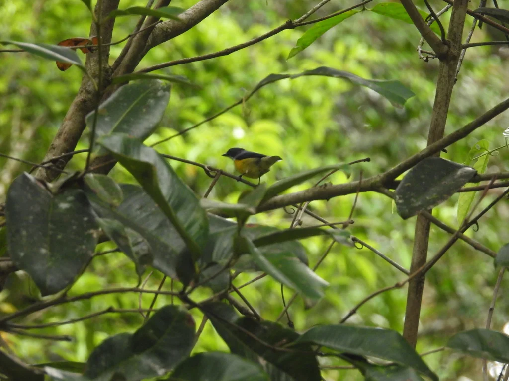 白喉啄花鸟(Pachyglossa vincens)