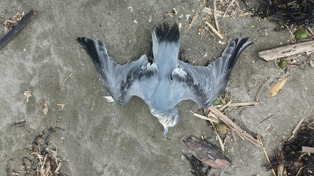 仙锯鹱(Pachyptila turtur)