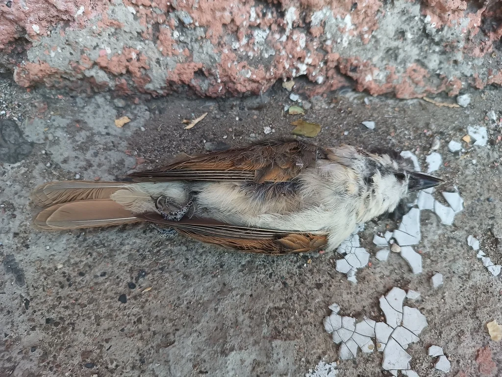 红喉厚嘴霸鹟(Pachyramphus aglaiae)