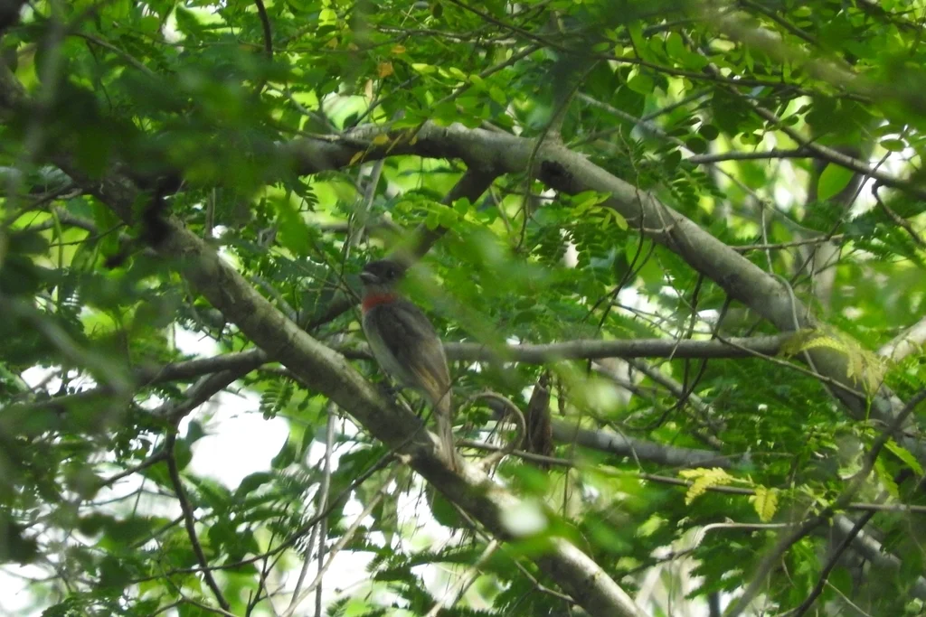 红喉厚嘴霸鹟(Pachyramphus aglaiae)