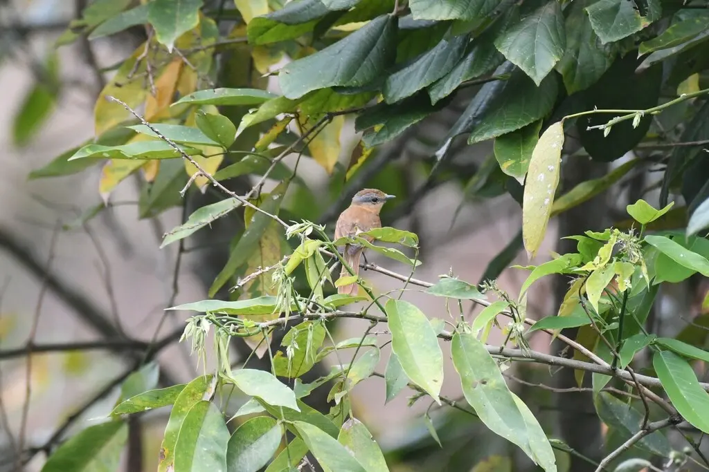 栗顶厚嘴霸鹟（Pachyramphus castaneus）