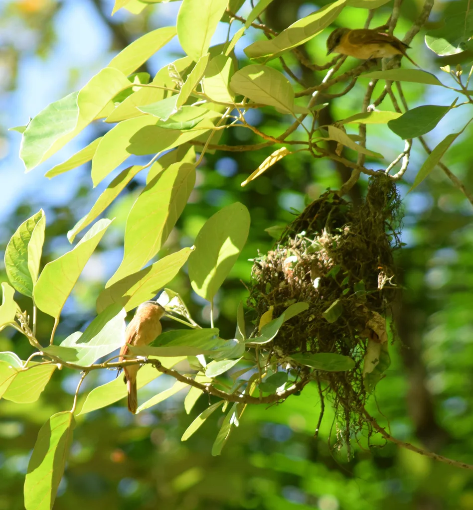 栗顶厚嘴霸鹟（Pachyramphus castaneus）