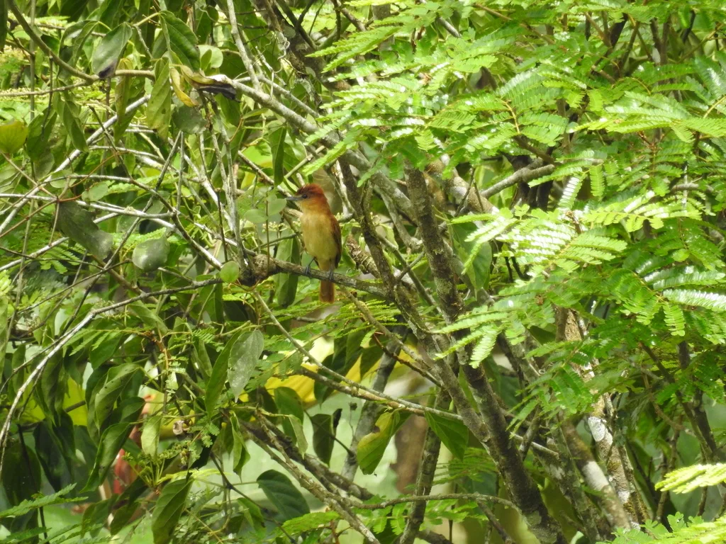 桂红厚嘴霸鹟(Pachyramphus cinnamomeus)