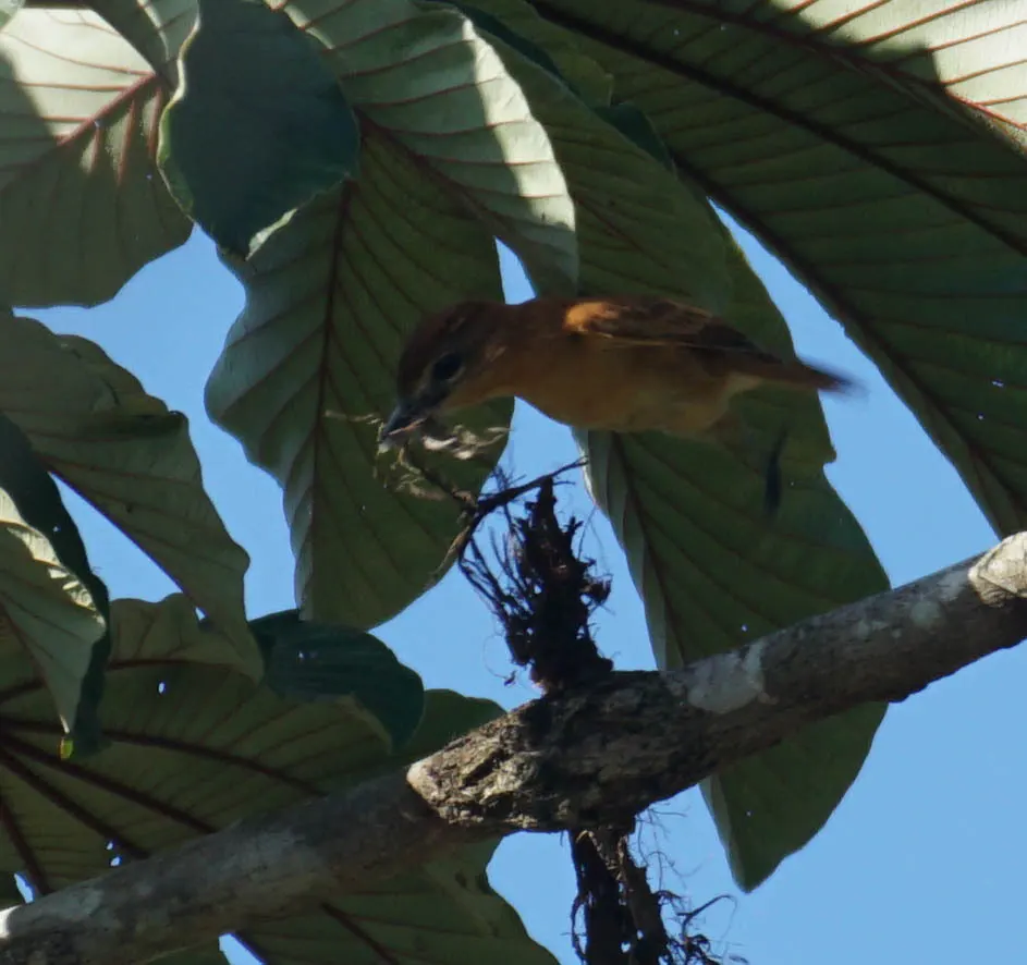 桂红厚嘴霸鹟(Pachyramphus cinnamomeus)