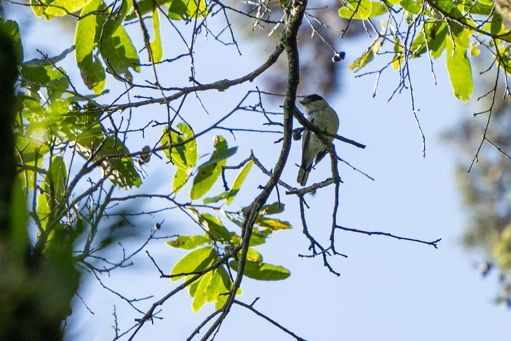 灰领厚嘴霸鹟(Pachyramphus major)