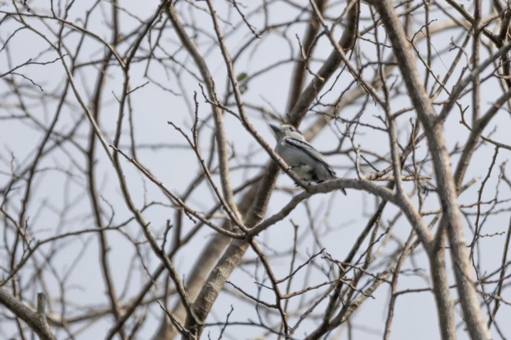 黑顶厚嘴霸鹟(Pachyramphus marginatus)