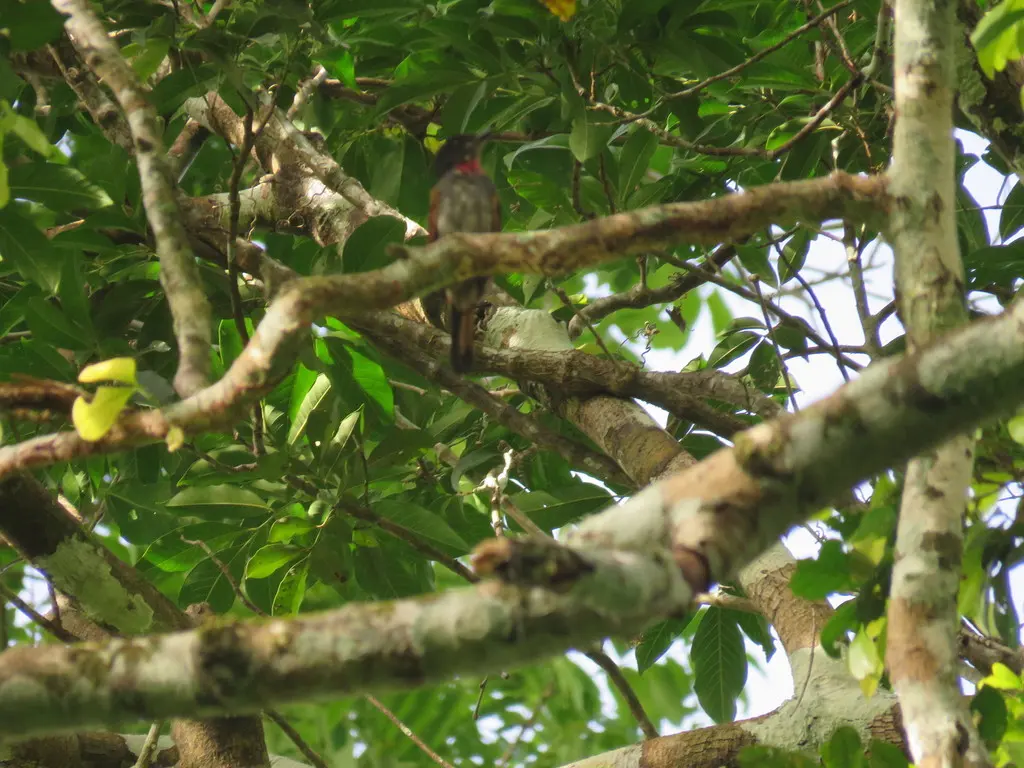 粉喉厚嘴霸鹟(Pachyramphus minor)
