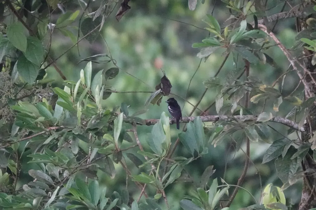 白翅厚嘴霸鹟(Pachyramphus polychopterus)