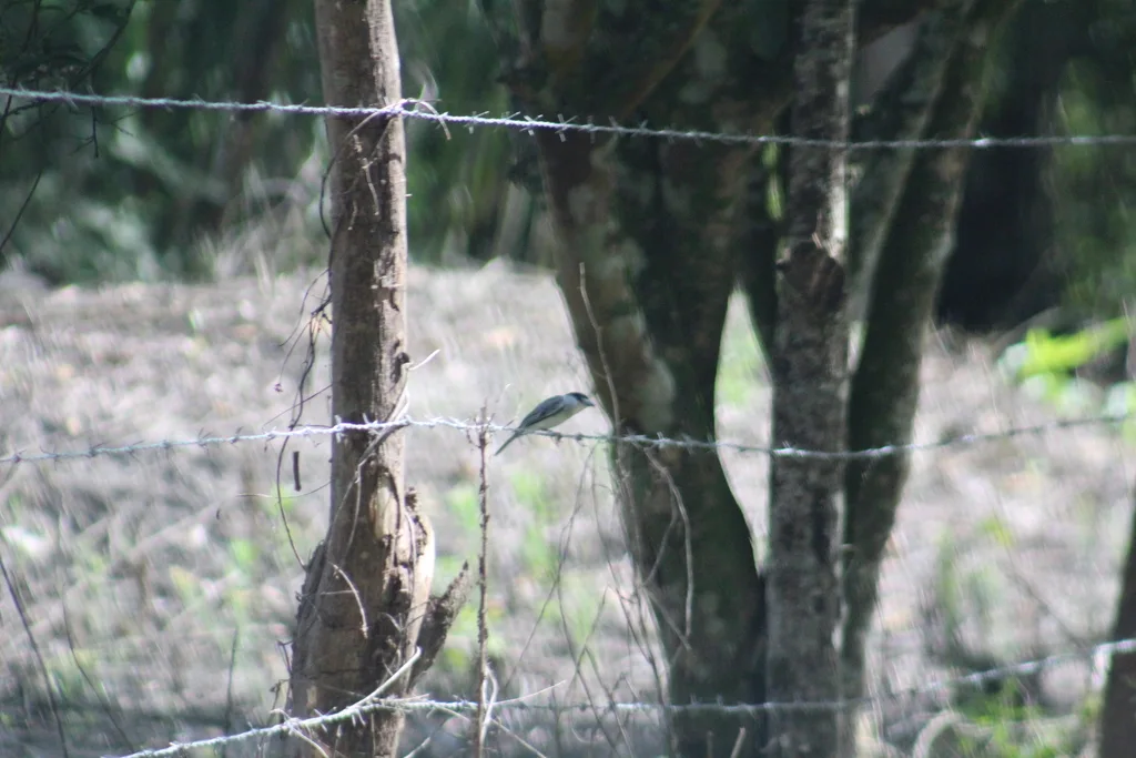 灰厚嘴霸鹟(Pachyramphus rufus)