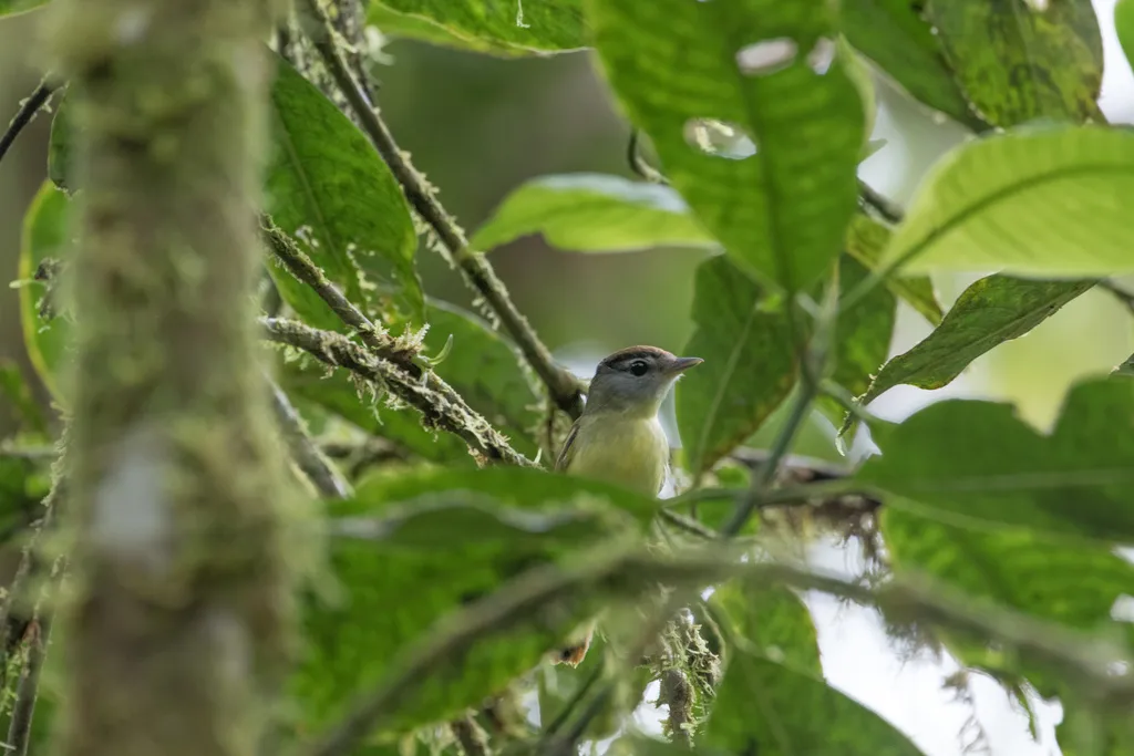 隐厚嘴霸鹟(Pachyramphus salvini)