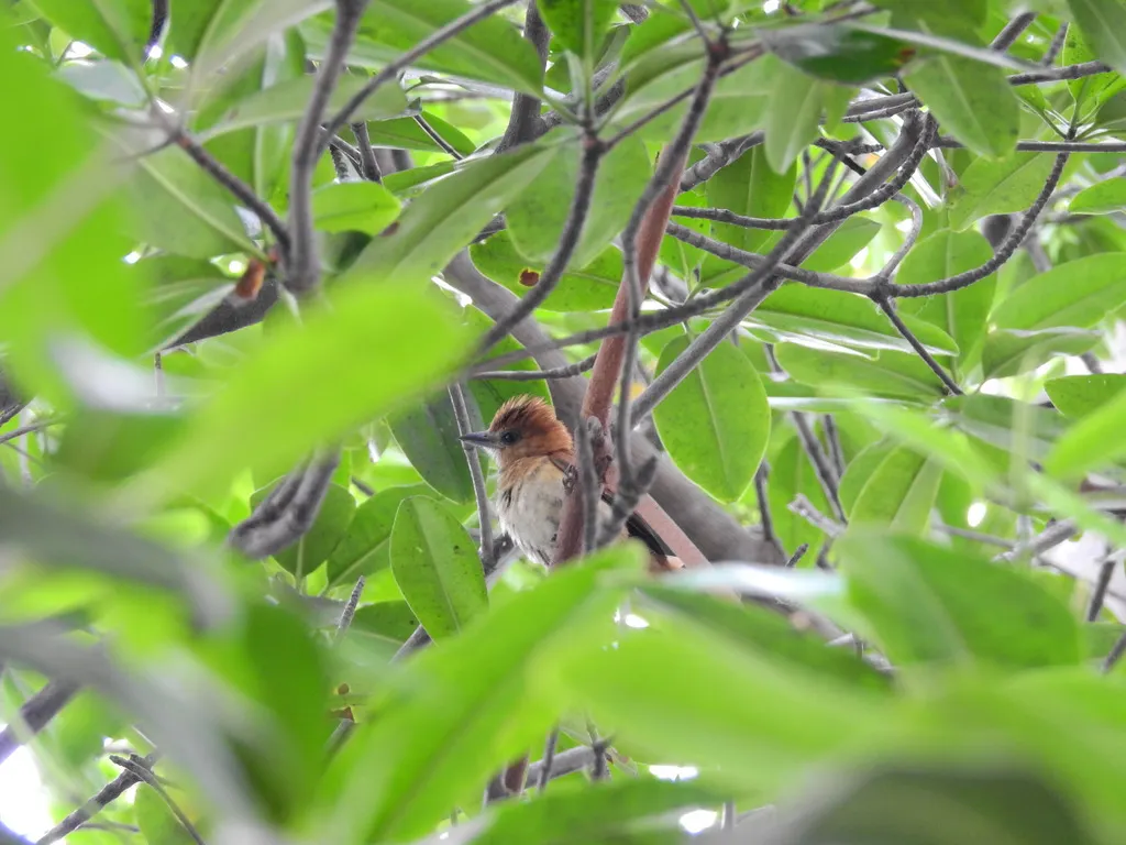 蓝灰厚嘴霸鹟(Pachyramphus spodiurus)
