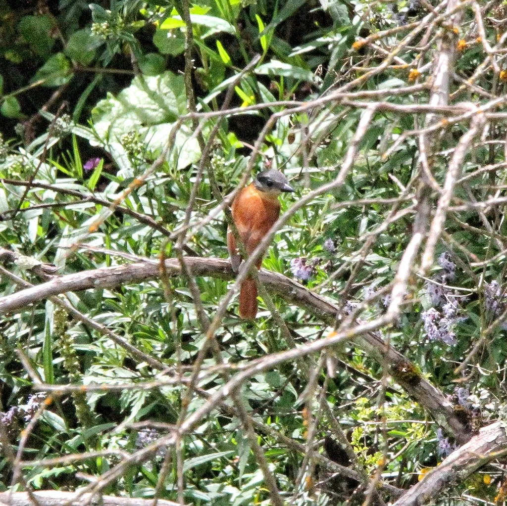 淡色厚嘴霸鹟(Pachyramphus validus)
