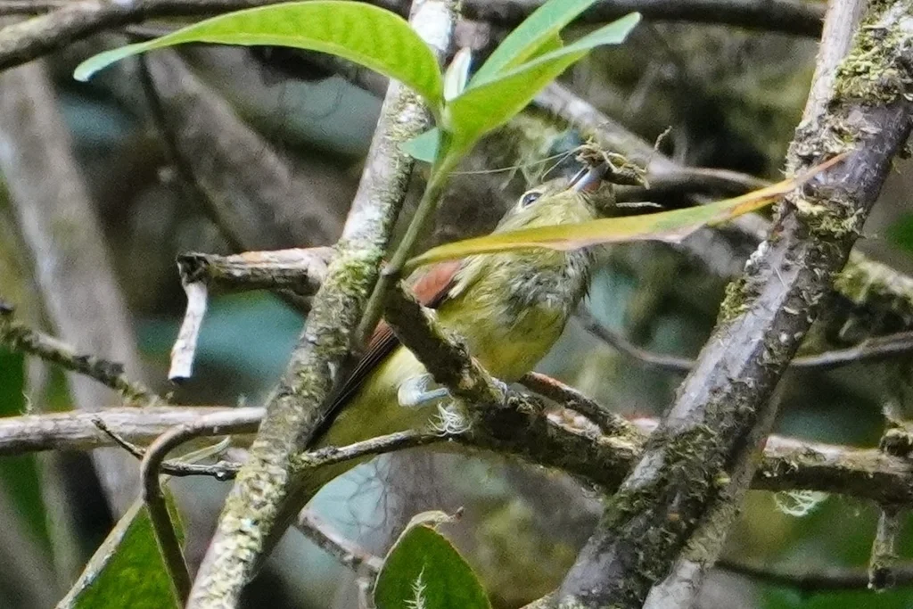 斑纹厚嘴霸鹟(Pachyramphus versicolor)