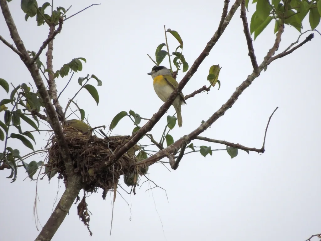 绿背厚嘴霸鹟(Pachyramphus viridis)