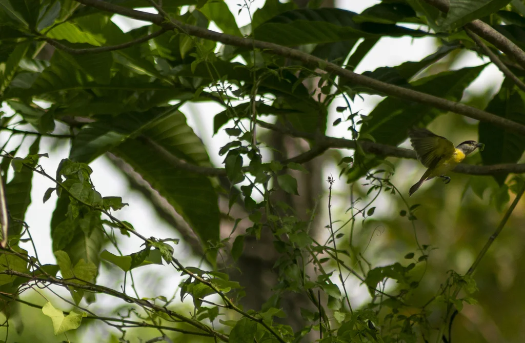 绿背厚嘴霸鹟(Pachyramphus viridis)
