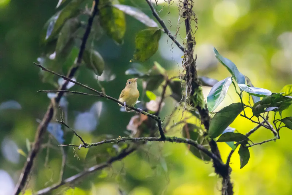 金额绿莺雀（Pachysylvia aurantiifrons）
