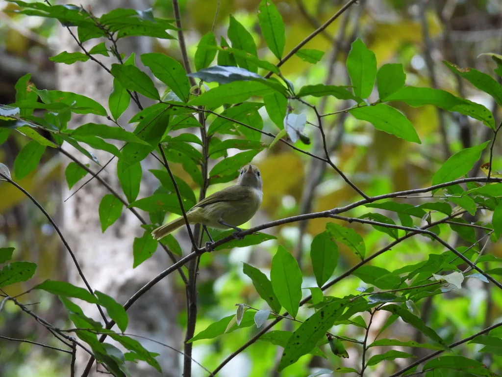灰头绿莺雀(Pachysylvia decurtata)