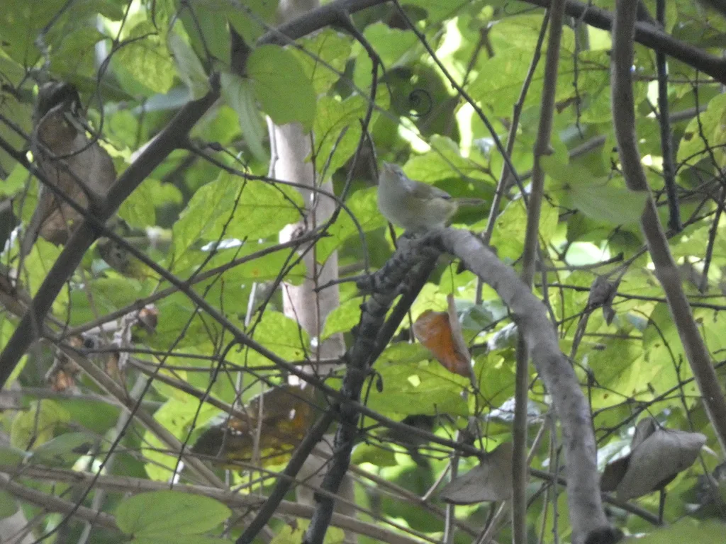 灰头绿莺雀(Pachysylvia decurtata)