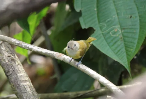 乌顶绿莺雀
