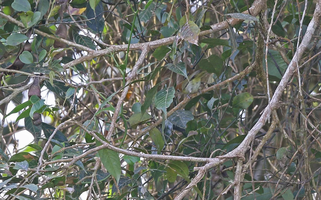 棕颈绿莺雀(Pachysylvia semibrunnea)