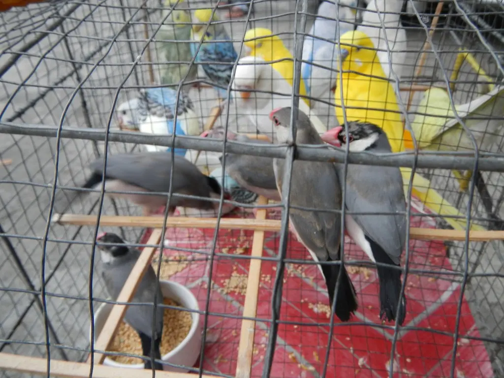 帝汶禾雀(Padda fuscata)
