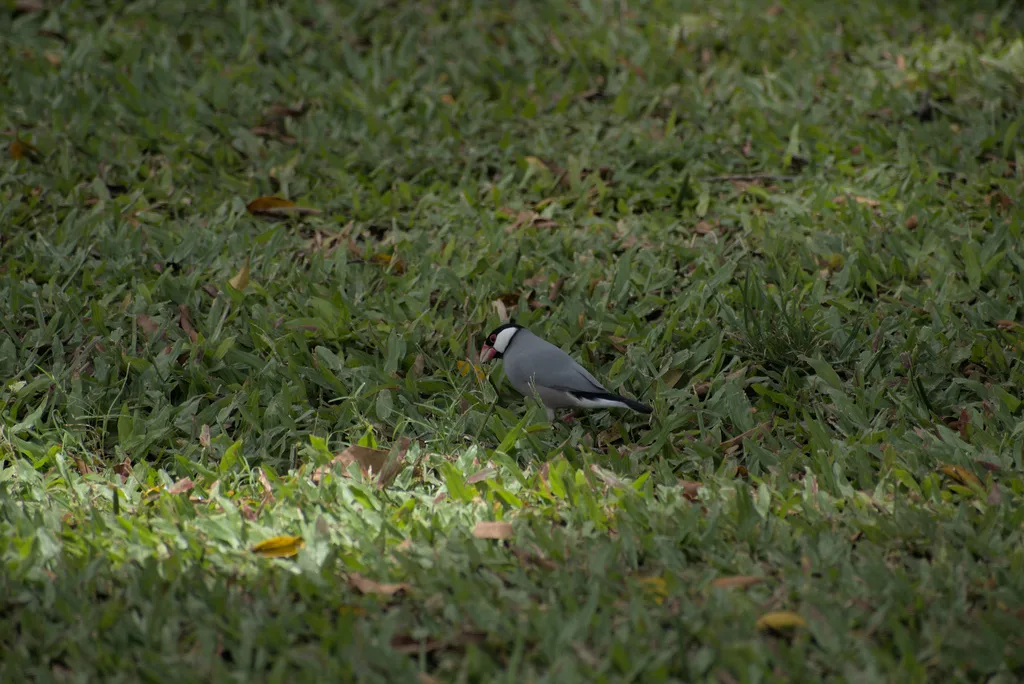 禾雀(Padda oryzivora)
