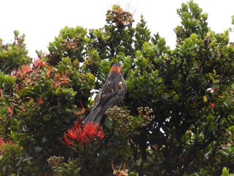 冠旋蜜雀