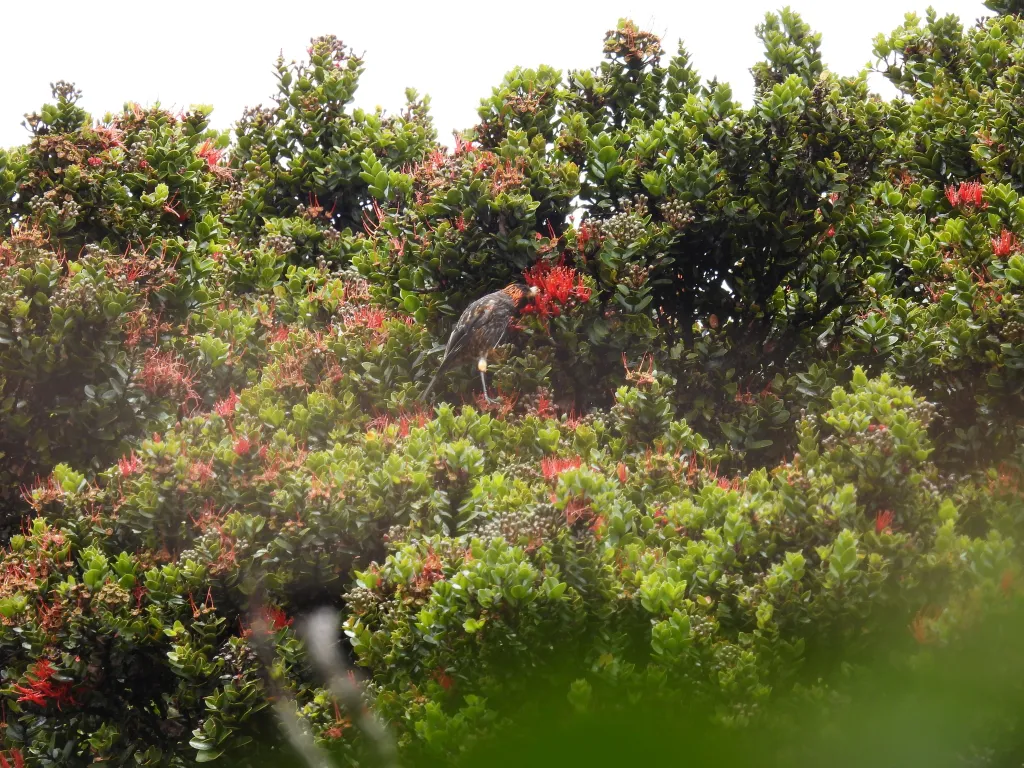 冠旋蜜雀(Palmeria dolei)
