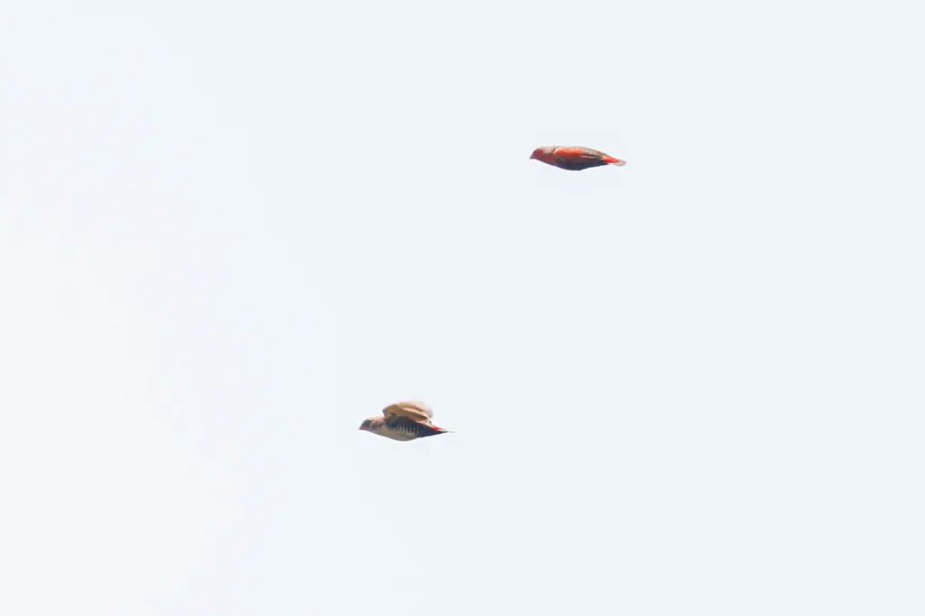 蝗鹑雀(Paludipasser locustella)