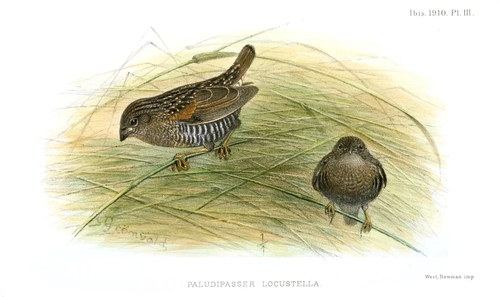 蝗鹑雀(Paludipasser locustella)