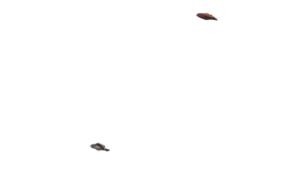 蝗鹑雀(Paludipasser locustella)