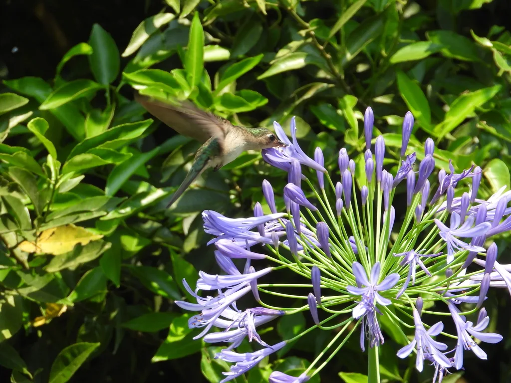 弯翅刀翅蜂鸟（Pampa curvipennis）