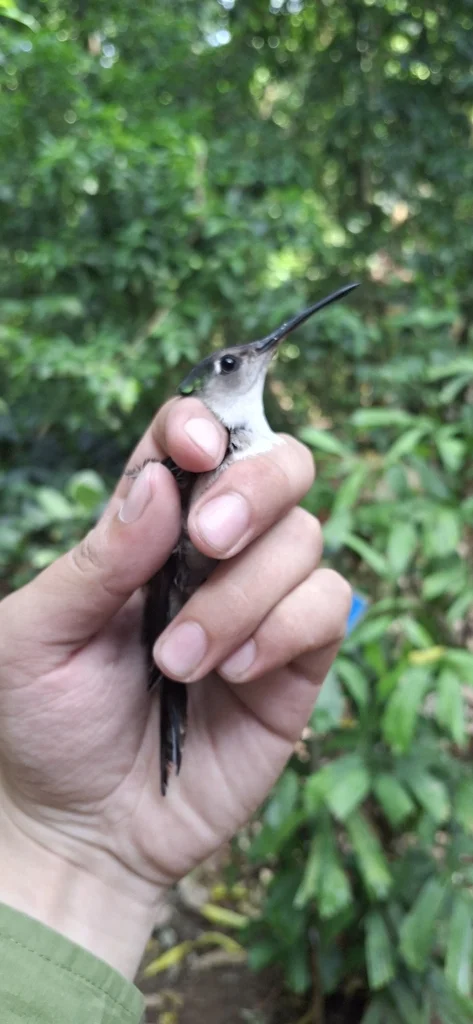 弯翅刀翅蜂鸟（Pampa curvipennis）