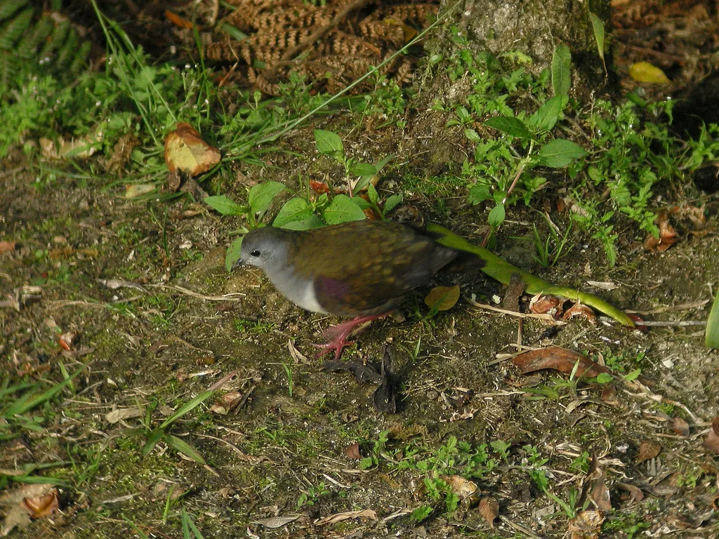 灰喉鸡鸠(Pampusana beccarii)