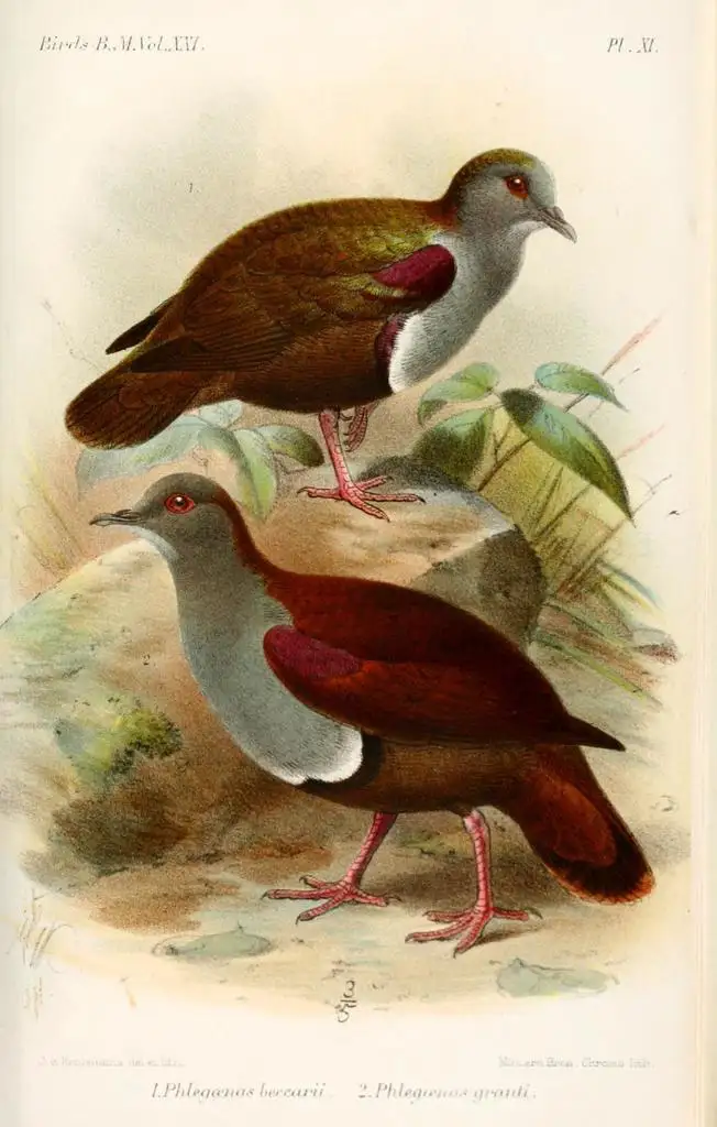 灰喉鸡鸠(Pampusana beccarii)