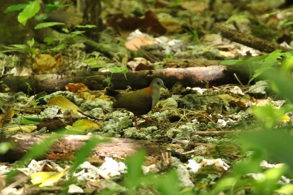 灰额鸡鸠(Pampusana canifrons)
