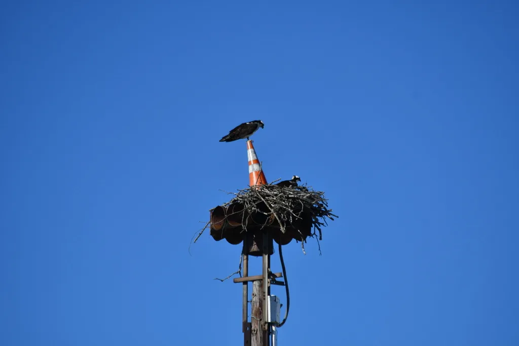 鹗(Pandion haliaetus)